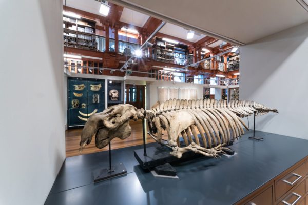 Museum of Zoology