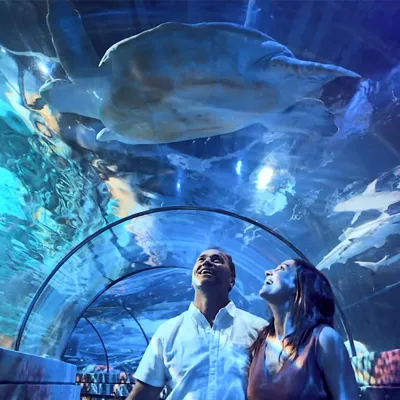 Sea Life 
