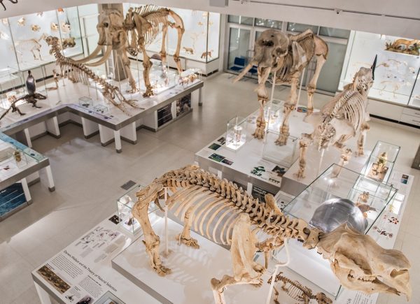 Museum of Zoology