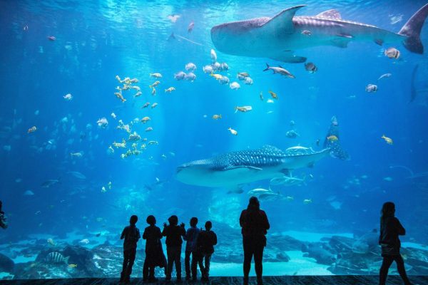 Sea Life Aquarium