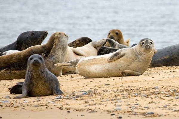 North Norfolk Coast